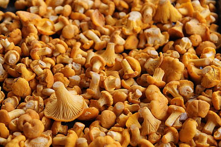 pile of mushroom thumbnail