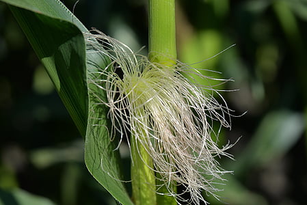 selective focus photography of plant thumbnail