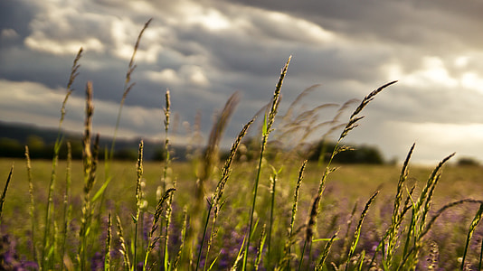 selective photography of wheat ears during cloudy day thumbnail