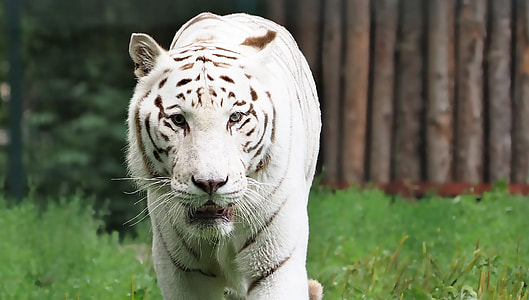 white tiger on green field of grass outdoor thumbnail