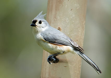 gray and beige bird perched on black stick thumbnail