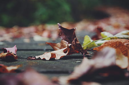 shallow focus photography of brown dried leaves thumbnail