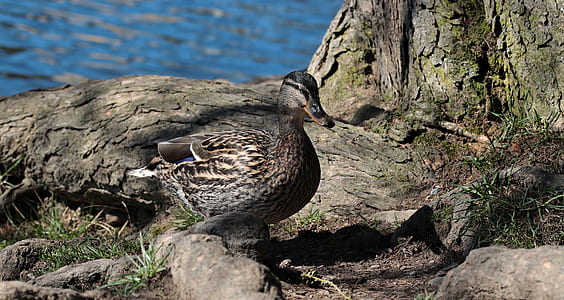 selective focus photography of gray and black duck on stone thumbnail