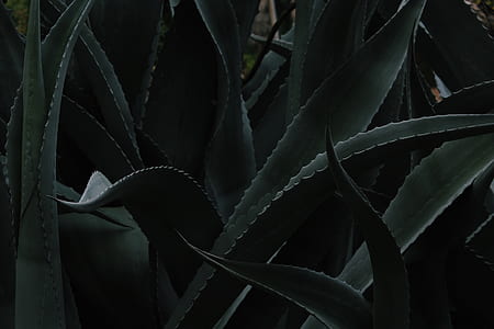 shallow focus photography of green leafed plant thumbnail