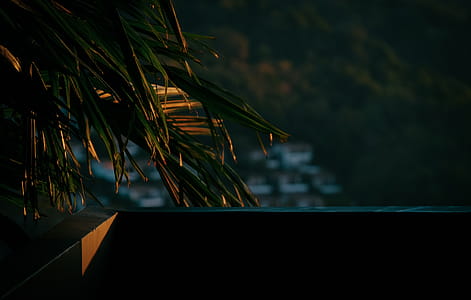Green Palm Tree Near Balcony on Sunset Photo thumbnail