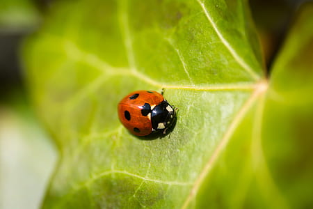 red and black ladybug on green leaf plant thumbnail