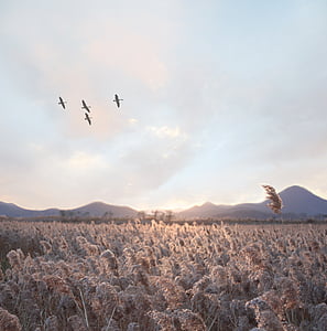 four flying birds over brown hay field thumbnail