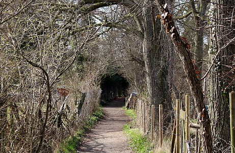 bare trees thumbnail