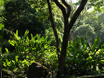 green trees and plants under sunny sky thumbnail