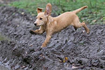 yellow Labrador retriever puppy thumbnail