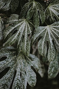 shallow focus photography of green leaves thumbnail