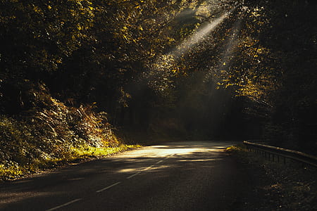 gray concrete road surrounded by green trees during daytime thumbnail