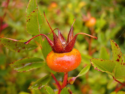 closeup photo of oval red and orange flower bud thumbnail