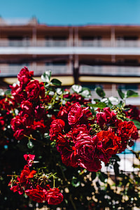 Roses of Bulgaria thumbnail