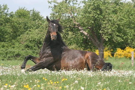 brown horse on white flower bed thumbnail