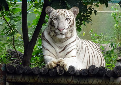 albino tiger lying near tree thumbnail