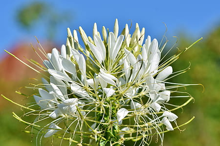 white spider flower macro photography thumbnail