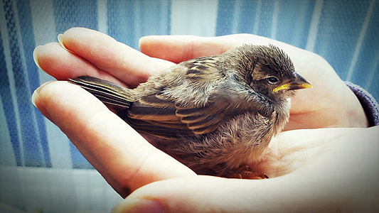 close-up photography of person holding fledgling sparrow thumbnail