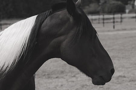 black horse thumbnail