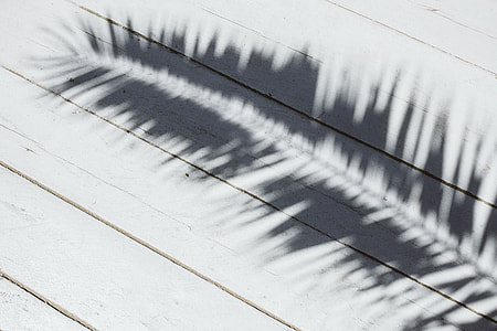 Palm leaf and shadow thumbnail