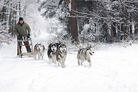 man wearing green zip up jacket riding brown sled pulling five Siberian Huskies dogs at snow field near woods during daytime thumbnail
