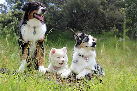 Bernese mountain dog, Australian shepherd, and white Siberian husky puppy prone and stand on grass field at daytime thumbnail