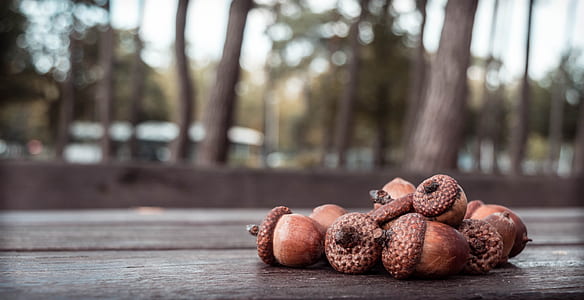 acorn photo on table thumbnail