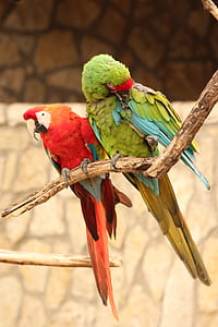 green and red parakeets thumbnail