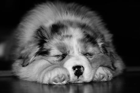 grayscale photo of puppy sleeping thumbnail