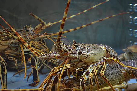gray lobster thumbnail