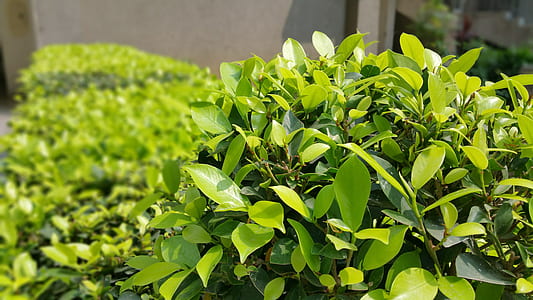 wood, nature, summer, shrub thumbnail