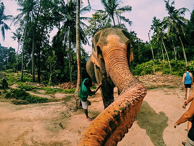 man standing beside elephant thumbnail