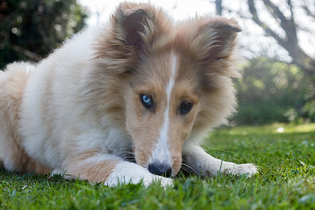 focus photo of adult tan and white shetland sheepdog on grass field thumbnail