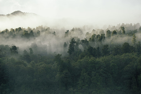 forest during misty daytime aerial photo thumbnail