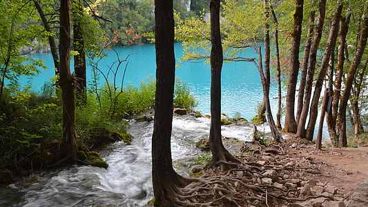 green leafed trees near body of water thumbnail
