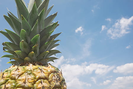 closeup photo of pineapple thumbnail