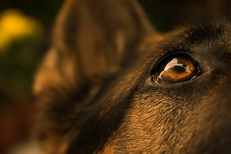 closeup photography of dog's right eye thumbnail