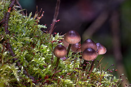 bunch of mushrooms surrounded by green grass thumbnail