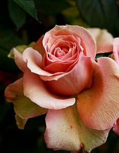 close-up photo of pink rose thumbnail