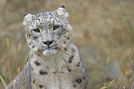 closeup photo of cheetah thumbnail