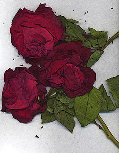 red roses on white surface thumbnail