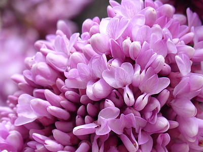 pink flowers thumbnail