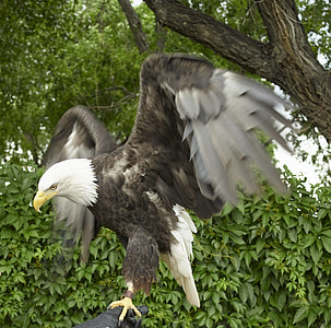 bald eagle perched on tree branch near tree thumbnail
