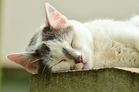 white and black cat thumbnail