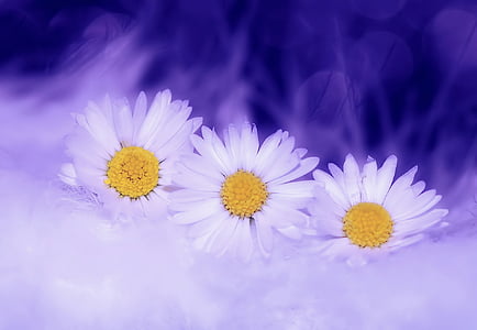 three white daisy flowers thumbnail