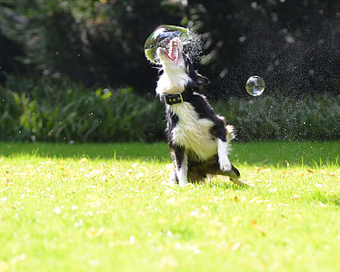 border collie playing bubbles in grass field at daytime thumbnail