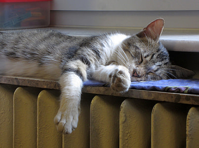 silver tabby cat lying on blue textile thumbnail