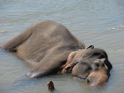 black and brown animal lying down on body of water thumbnail