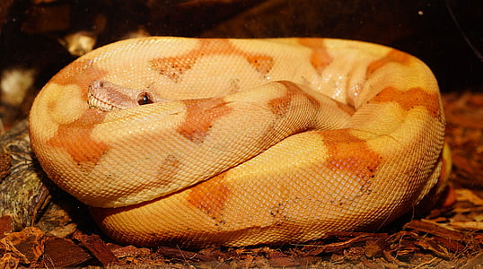 yellow and beige python thumbnail