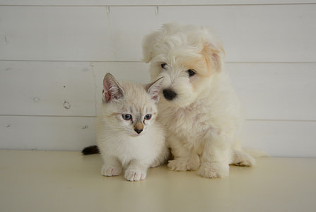 white kitten beside white puppy thumbnail